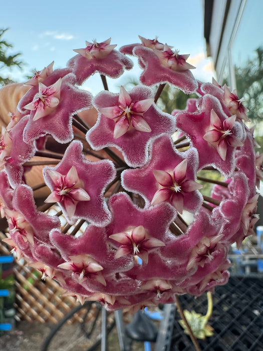 wax plant succulent Hoya BEAUTIES - Hoya Vine Hawaiian Royal Purple