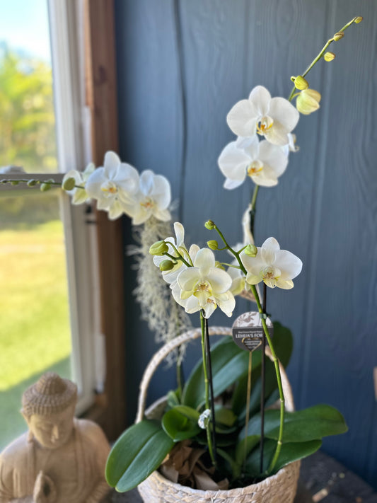 Orchid Sympathy Basket