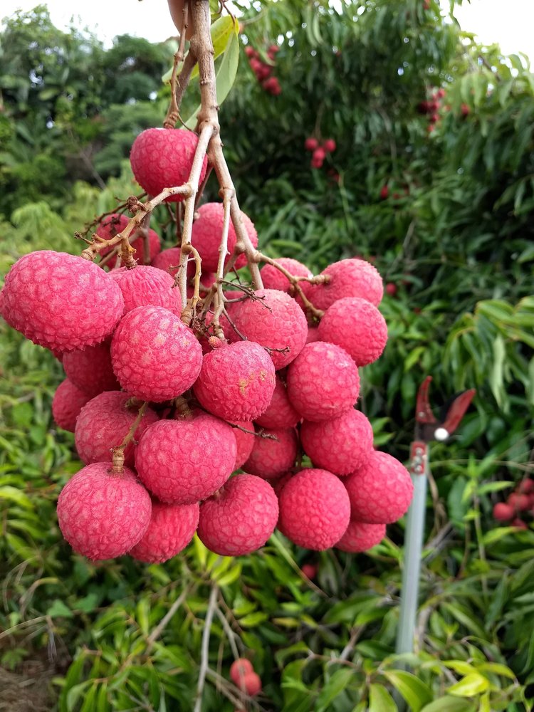 LARGE FRUIT TREES — Lehua's Forest, Flower Arrangements & Fruit Trees