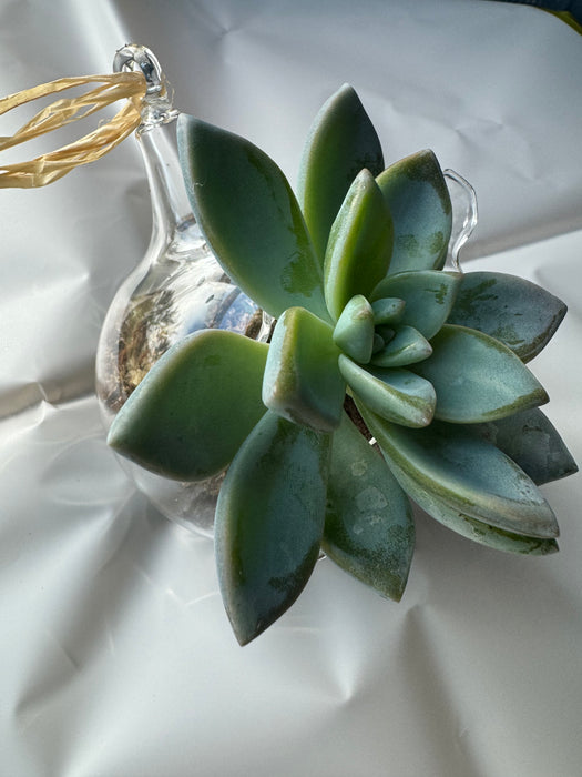 Airplant Glass Hanging Vase Arrangement Made On Maui
