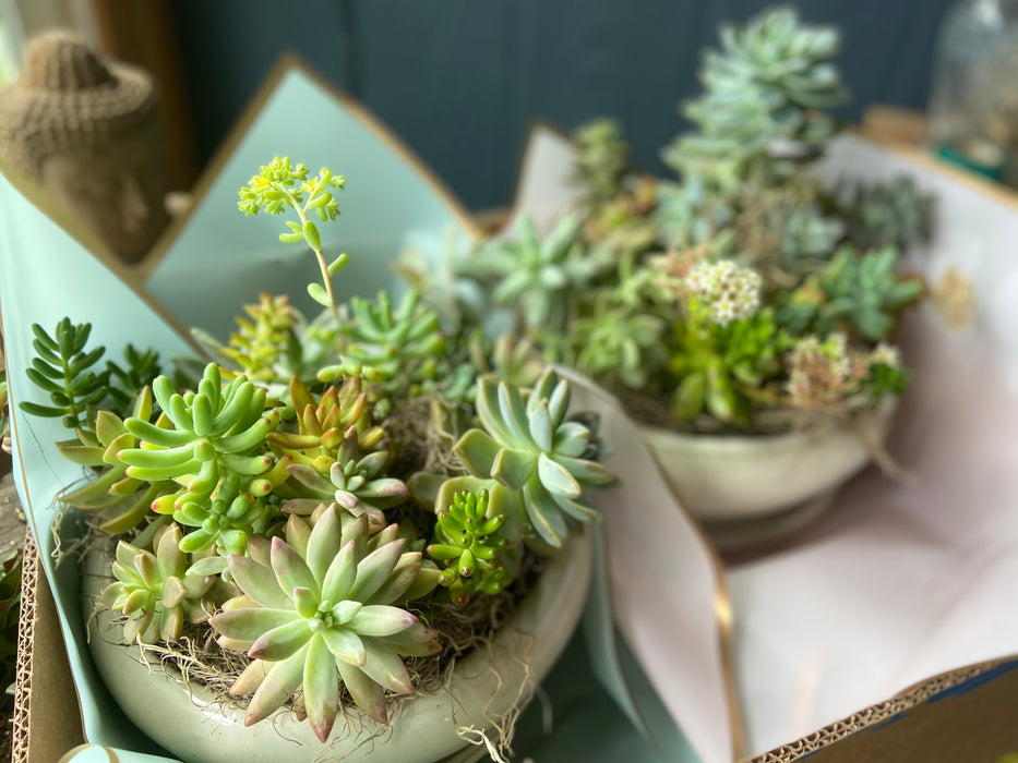 succulent plants for mother's day Mother's Day Succulent Arrangement Special
