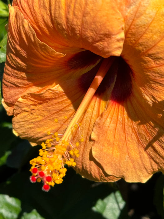 Specialty Hibiscus Hawaiian Exotic