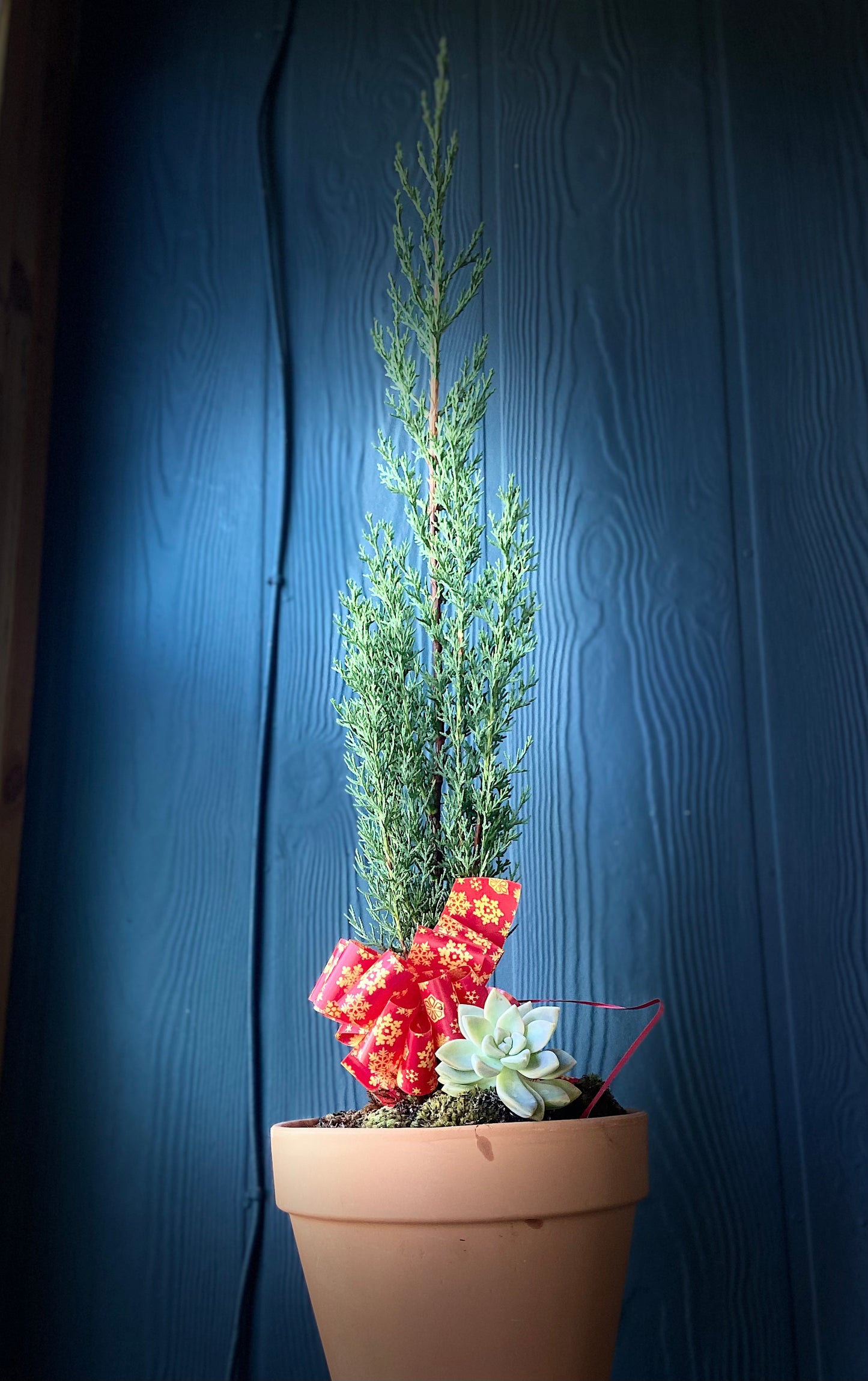 Merry Maui Christmas Scented Cypress