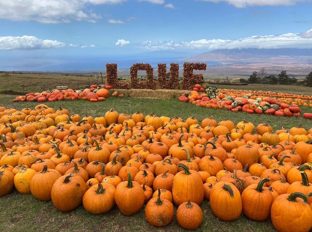 Fall & Christmas Decor Setup