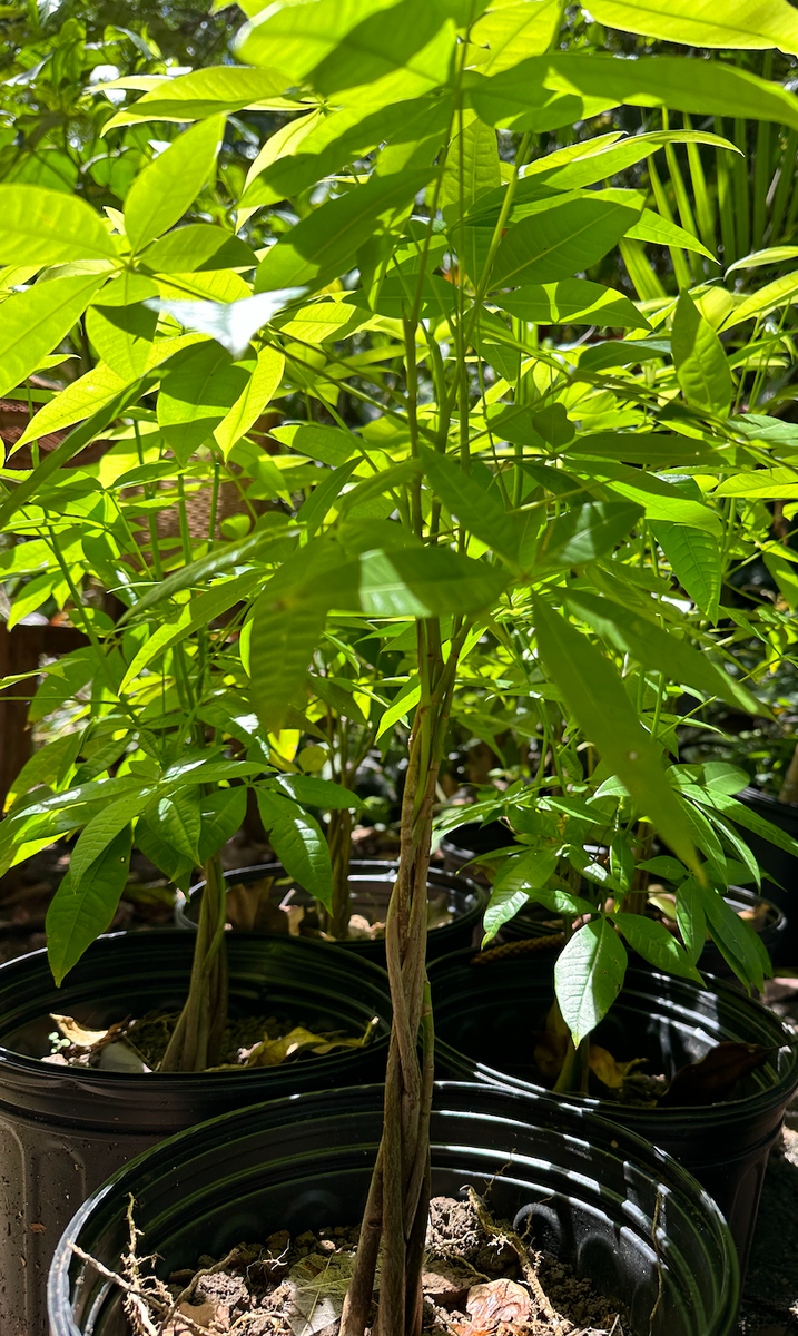Money Tree — Lehua's Forest, Flower Arrangements & Fruit Trees