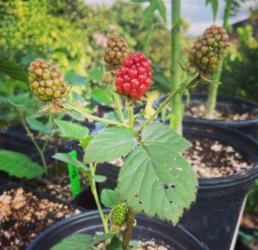 Thornless Blackberries - Large Fruit - Kula Grown Organic Beauties