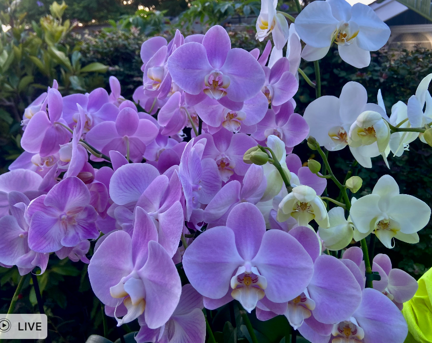 Maui Grown Premium Orchids