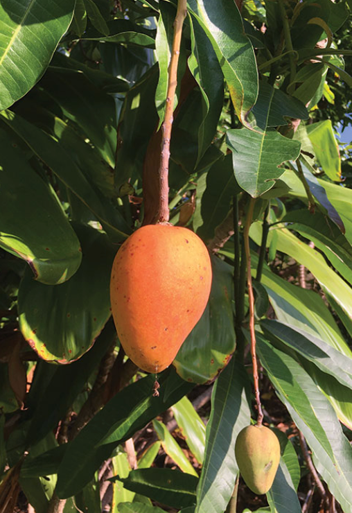 Lahaina Sympathy Mango Tree