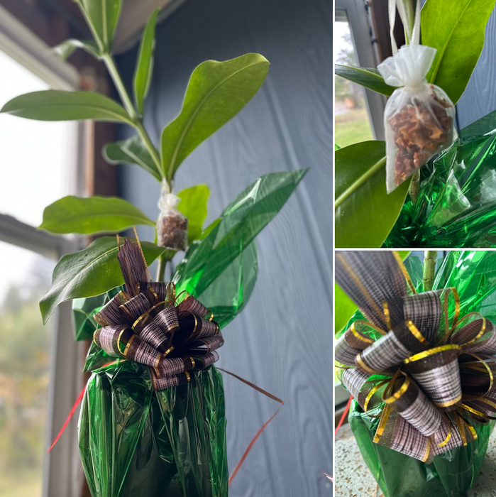 Puakenikeni Love - Congratulations, I Love you, All Occasion, Grow for Lei!