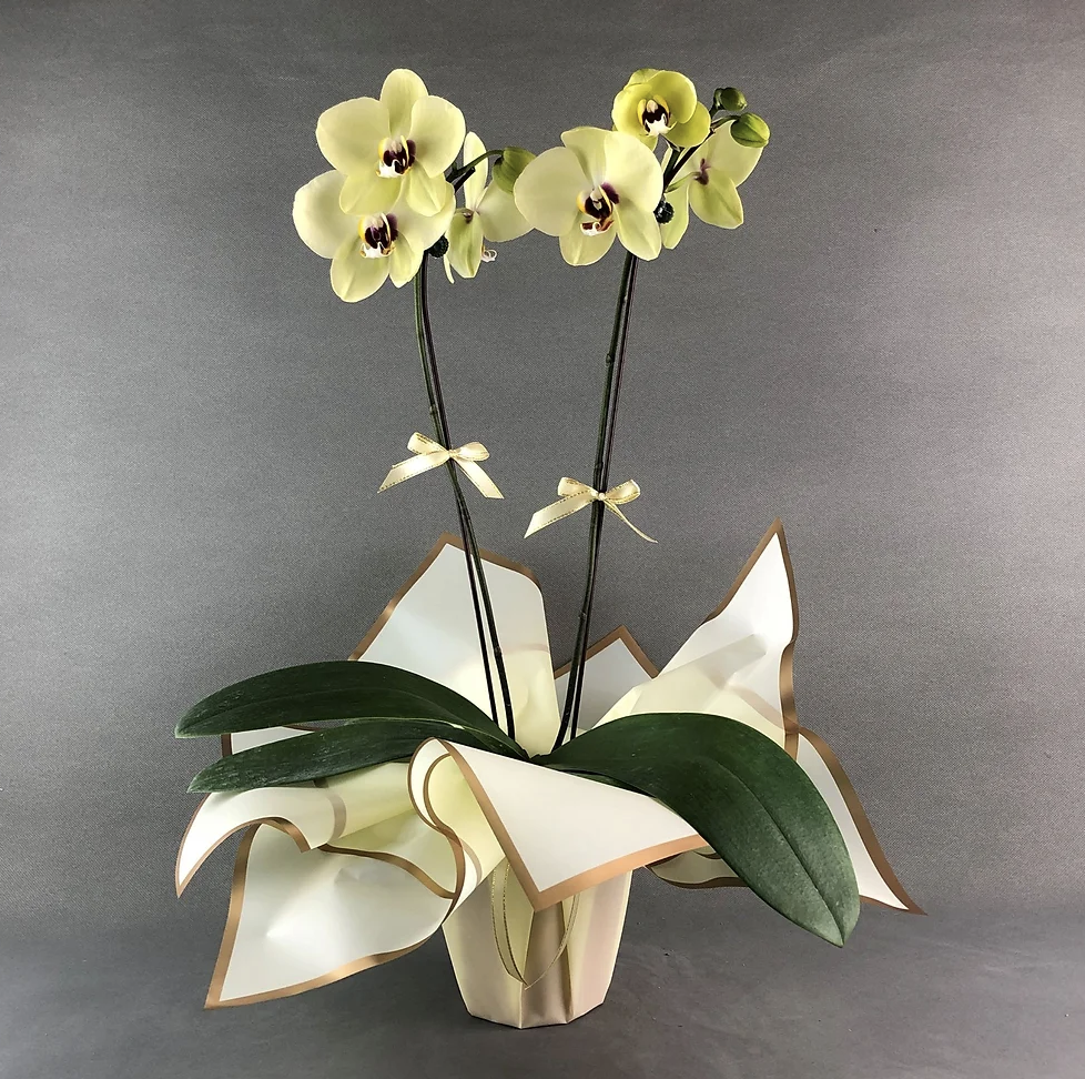 Orchid Gift For Mom ~ Maui Grown Budget Gift