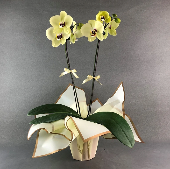 Orchid Gift For All Occasions  ~ On A Budget Gift