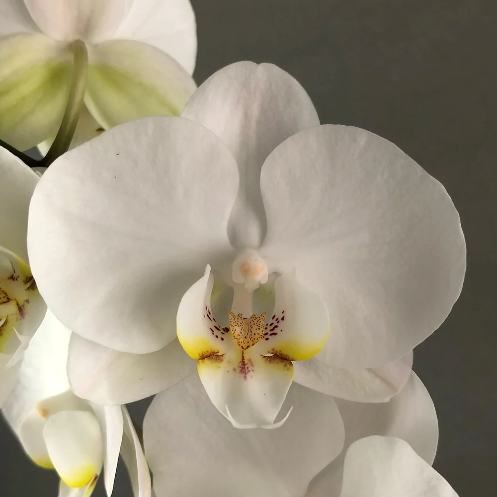 Orchid ~ Ke manaʻo nei iā 'oe