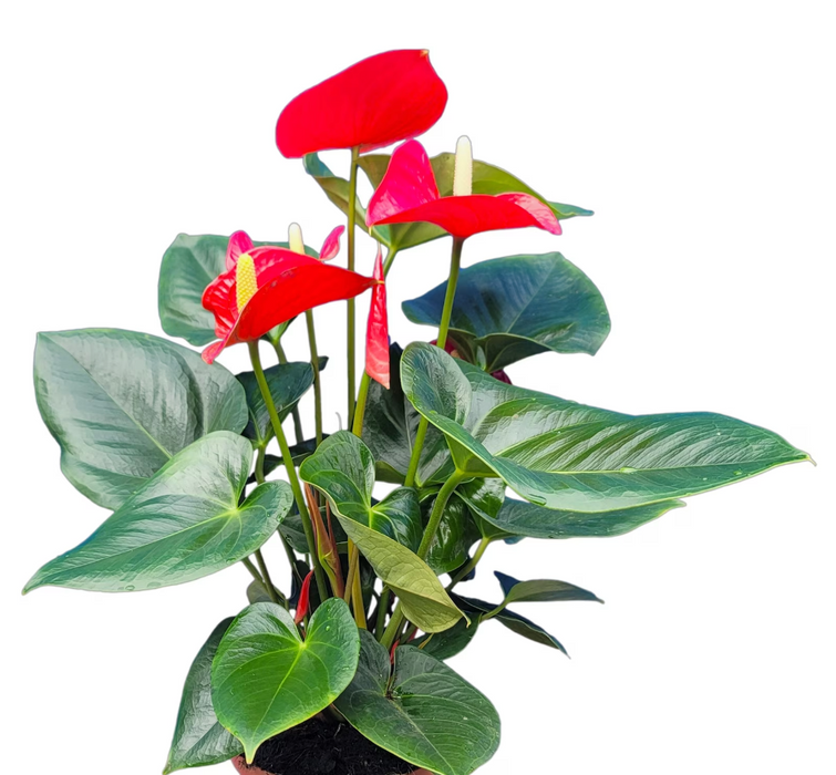 Hearts on a stem and Gold Butterfly - Most Popular