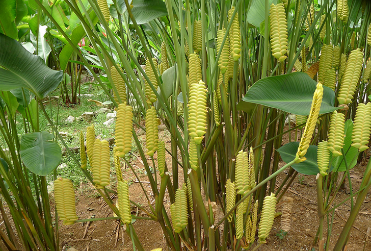 plants that make the rattle snake sound Rattle Snake Ginger Plants