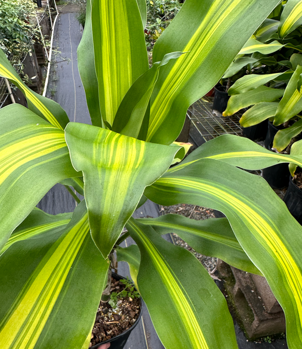 Lemon Lime Dracaena, Easy Care Indoor/Outdoor Plant Gift