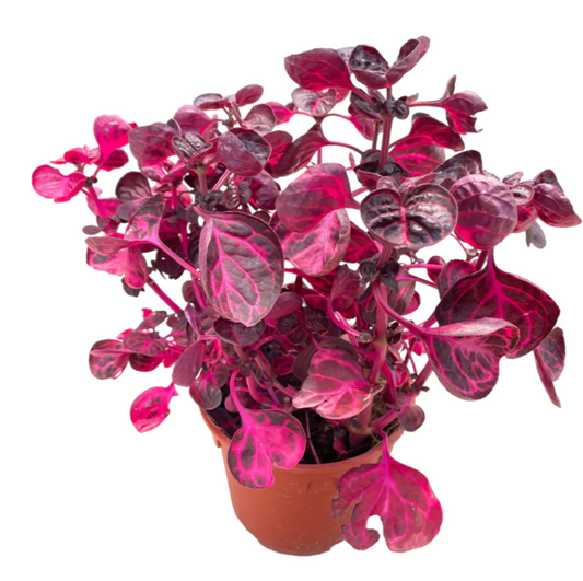 Irisene plant gift, indoor or outdoor