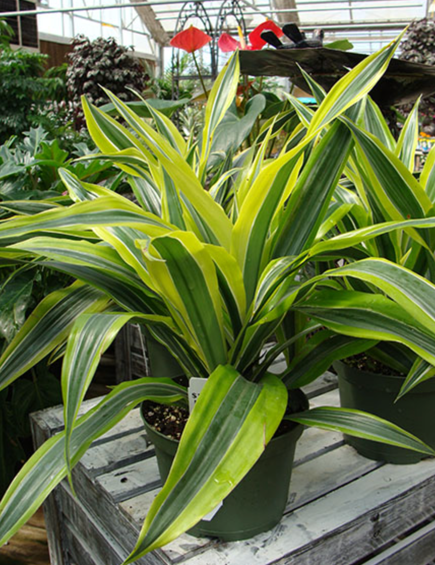 Lemon Lime Dracaena, Easy Care Indoor/Outdoor Plant Gift