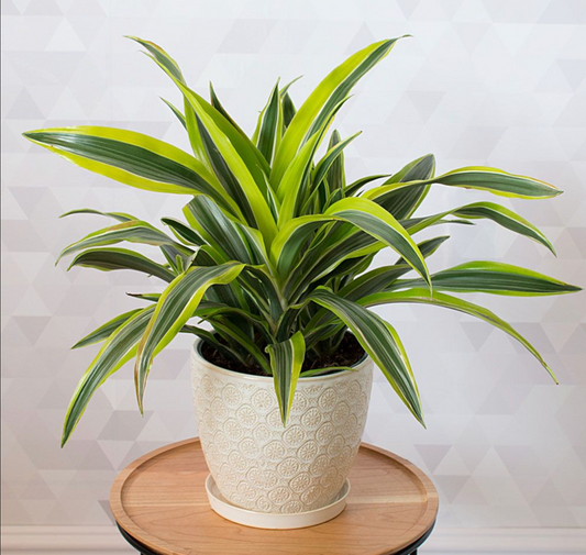 Lemon Lime Dracaena, Easy Care Indoor/Outdoor Plant Gift