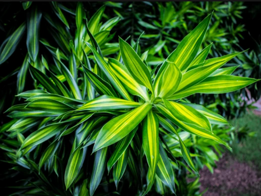 potted plants for sale in jamaica Song of Jamaica Plant Gift Indoor/Outdoor, Easy Care — Lehua's Forest, Flower Arrangements & Fruit Trees