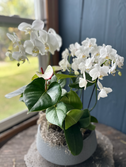 Gorgeous Orchid & Anthurium Arrangement - Choose your color