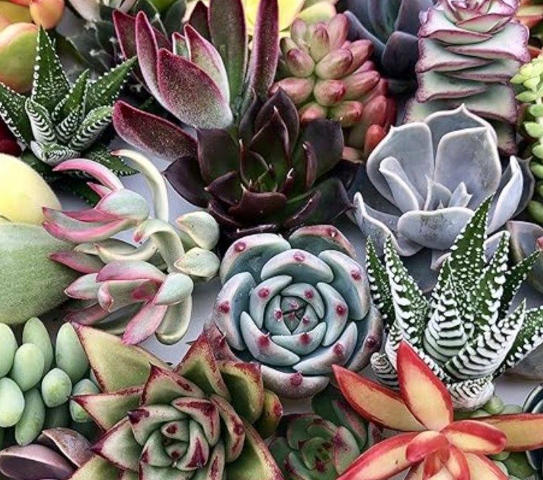 mother's day succulent arrangements Mother's Day Succulent Arrangement Special — Lehua's Forest, Flower Arrangements & Fruit Trees