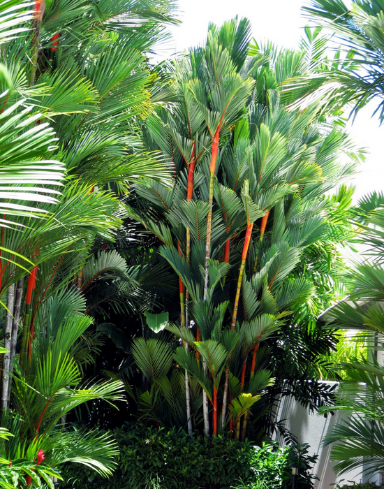 Lipstick Palm ~ The world's most beautiful and exotic palms