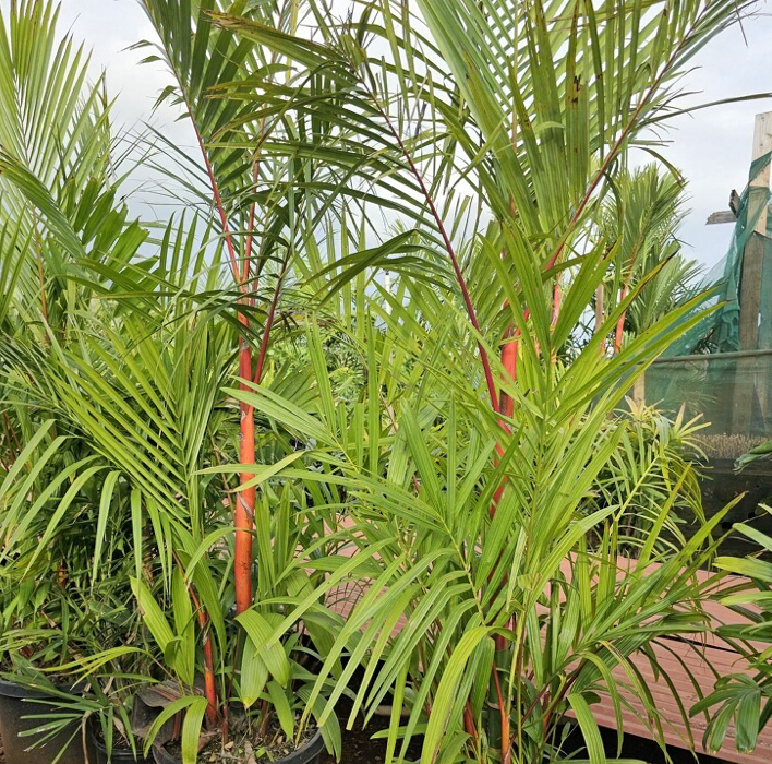 Lipstick Palm ~ The world's most beautiful and exotic palms