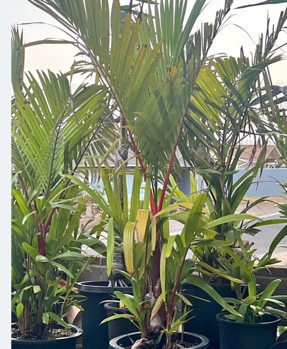 Lipstick Palm ~ The world's most beautiful and exotic palms