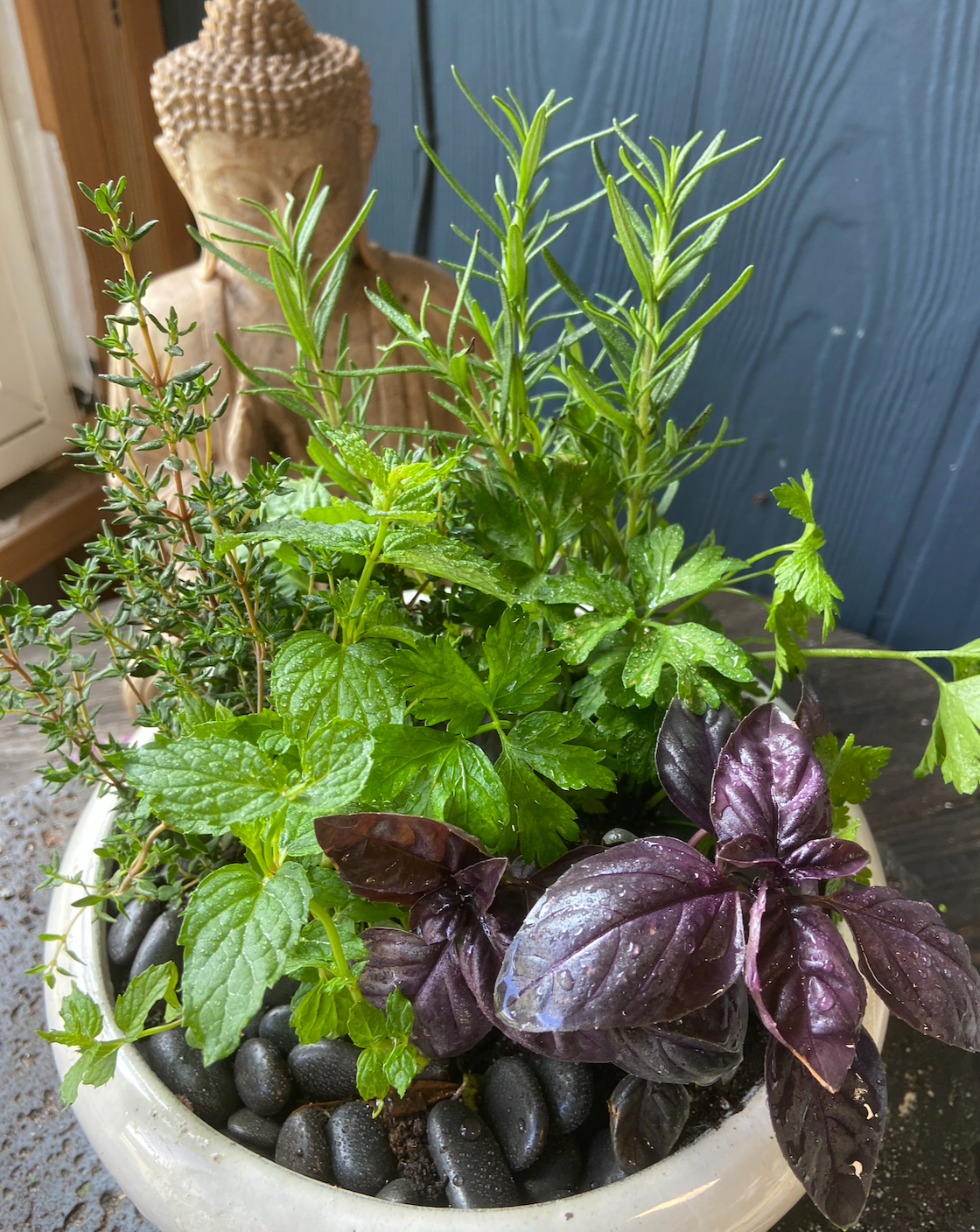 Mom's Kitchen Country Scents ~ Herb Gift Live Plant Arrangement