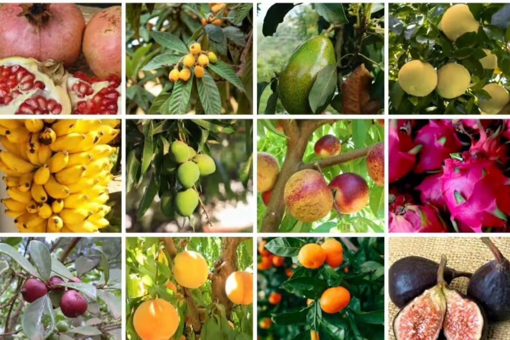 $50 SALE UNTIL 8/7  NEW EXOTIC MAUI FRUIT TREE INVENTORY 1 GALLON SPECIAL