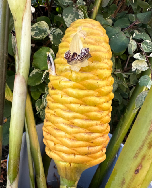 awapuhi plant seeds AWAPUHI ~ Shampoo Ginger — Lehua's Forest, Flower Arrangements & Fruit Trees