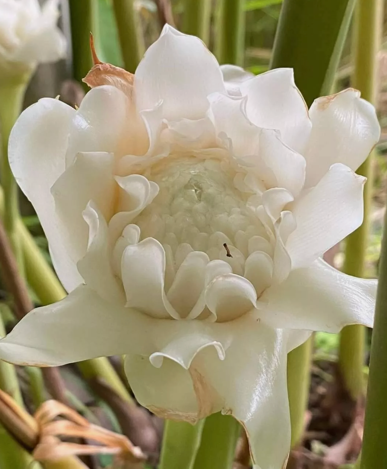 Torch Ginger — Lehua's Forest, Flower Arrangements & Fruit Trees