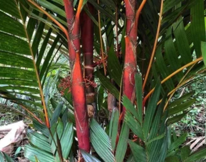 areca palm maui Luxury Areca Palm (Lipstick & Red Crownshaft) — Lehua's Forest, Flower Arrangements & Fruit Trees