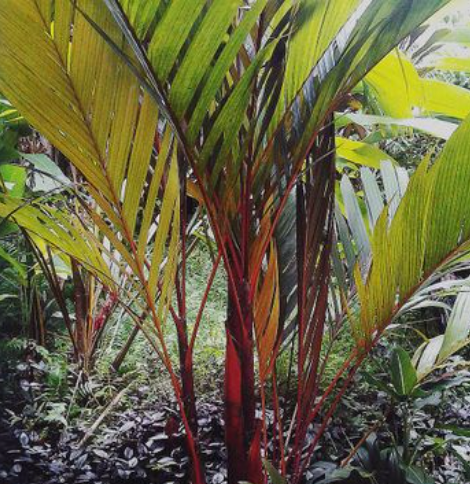 red areca palm Luxury Areca Palm (Lipstick & Red Crownshaft) — Lehua's Forest, Flower Arrangements & Fruit Trees