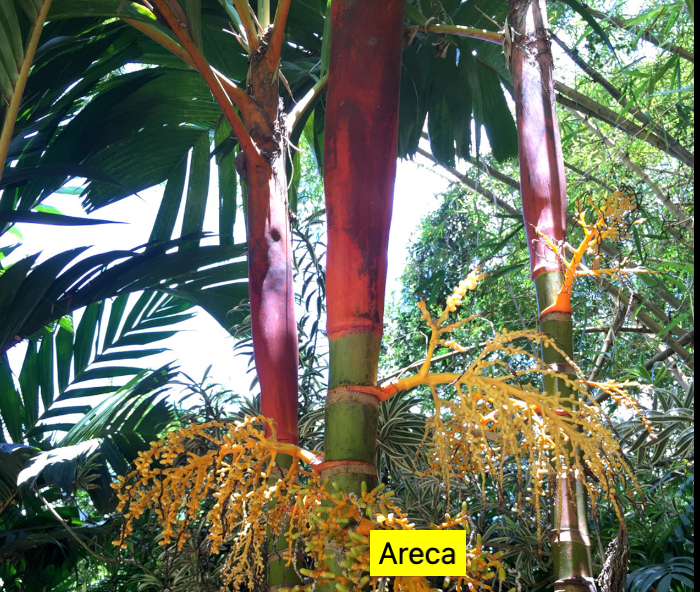 areca palm tree Luxury Areca Palm (Lipstick & Red Crownshaft) — Lehua's Forest, Flower Arrangements & Fruit Trees