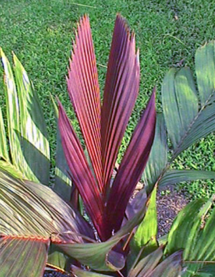 areca palm maui Luxury Areca Palm (Lipstick & Red Crownshaft) — Lehua's Forest, Flower Arrangements & Fruit Trees