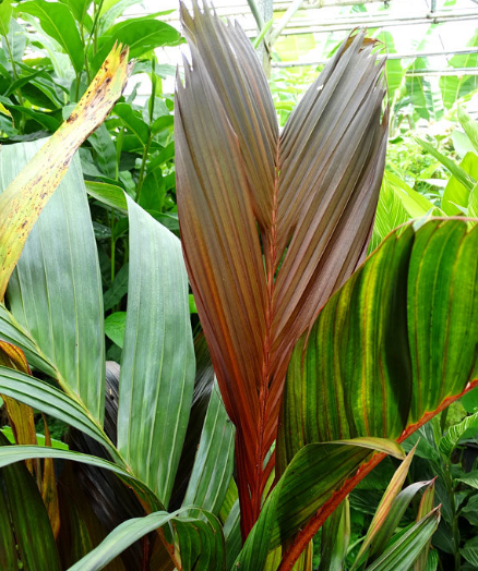 areca macrocalyx red crownshaft palm Luxury Areca Palm (Lipstick & Red Crownshaft) — Lehua's Forest, Flower Arrangements & Fruit Trees