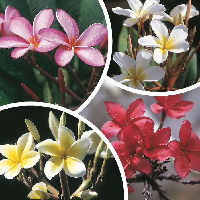 potted plumeria plants for sale Potted Plumeria Gift ~ Sweet Aloha Vibes — Lehua's Forest, Flower Arrangements & Fruit Trees