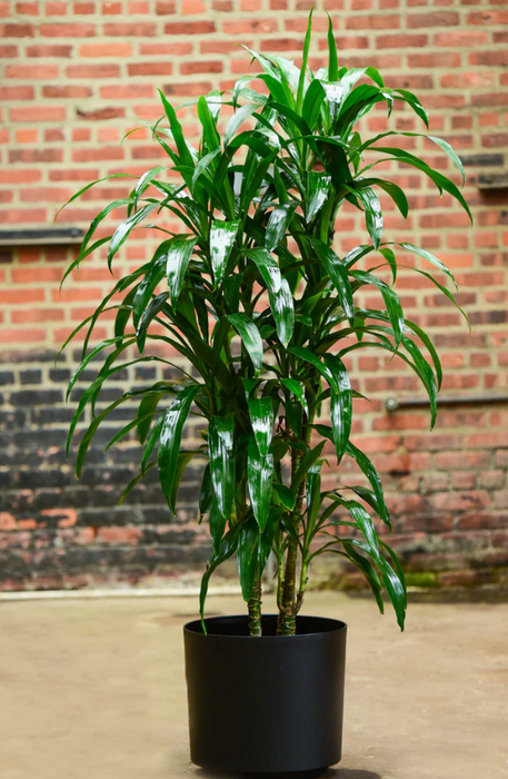 cane house plants Top Choice Office or House Warming ~ "Mass Cane" Dracaena — Lehua's Forest, Flower Arrangements & Fruit Trees