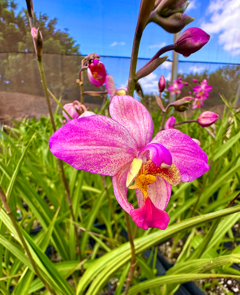 NEW! Ground Orchid — Lehua's Forest, Flower Arrangements & Fruit Trees