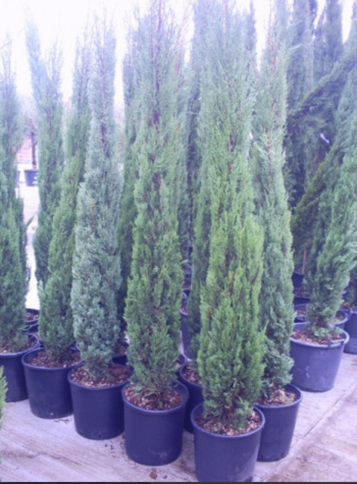 Italian Cypress Tree! Lux Christmas Decor Lehua's Forest, Flower