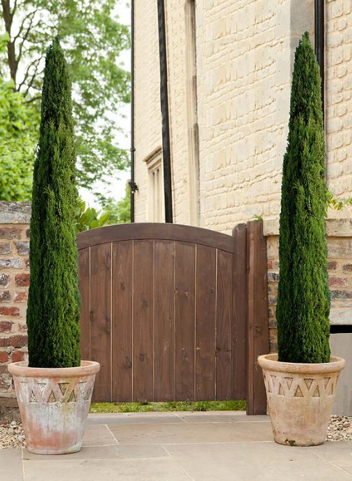 Italian Cypress Tree! Lux Christmas Decor - Purchase