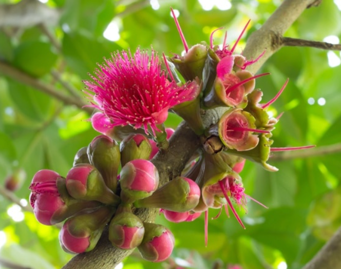 FOREST SALE ~ ON LARGE BULK ORDERING ~  FRUIT TREE, FLOWERING TREE & PLANT PACKAGES