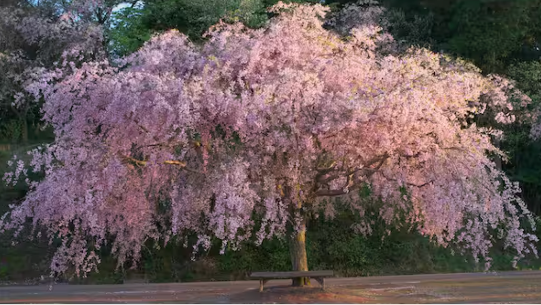 ANNUAL CHERRY BLOSSOM SALE CANCELLED