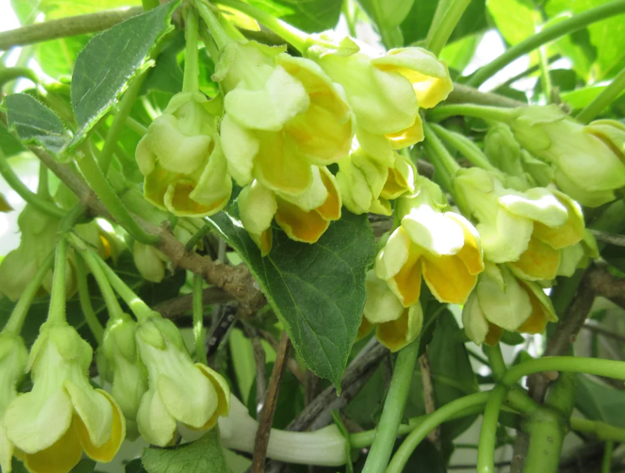 Flower Lei - Etsy Fresh flower lei near me