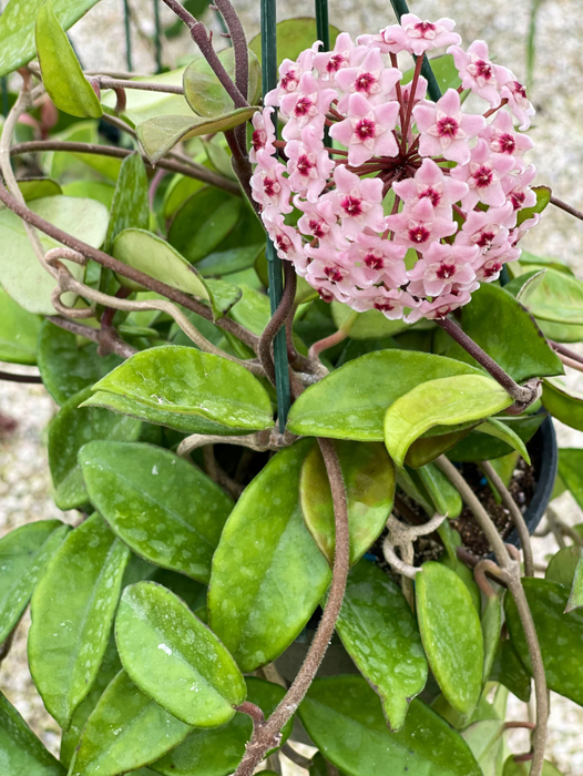 Hoya BEAUTIES -  Hoya Vine Hawaiian Royal Purple - Wax plant