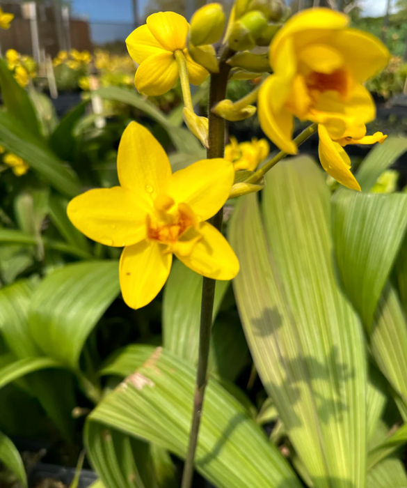 Ground Orchids (Soil Orchid)