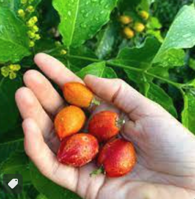 5-25+ GALLON FRUIT TREE SALE - fruiting age