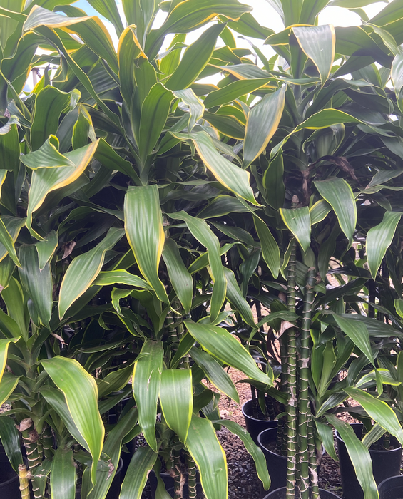 dracaena pele Lux Dracaena Pele ~ TOP CHOICE FOR OFFICE WARMING GIFT & DECOR
