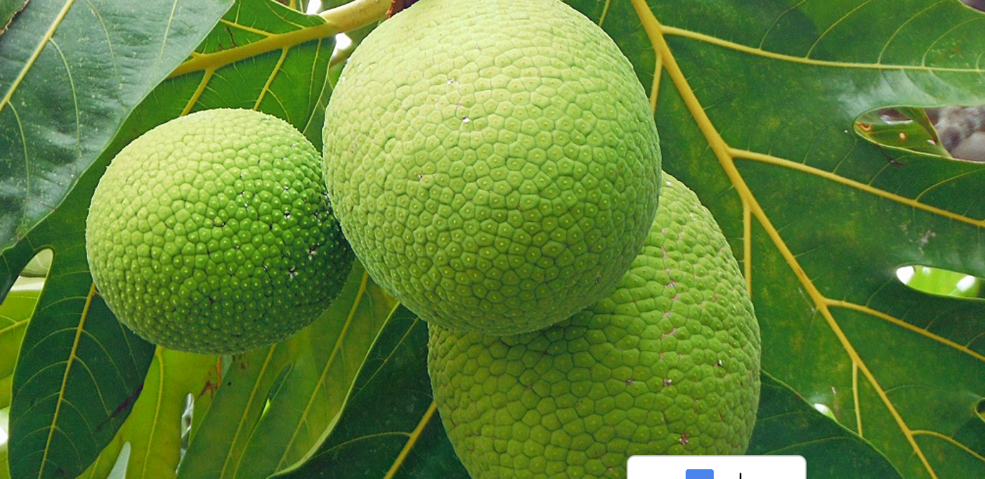 5-25+ GALLON FRUIT TREE SALE - fruiting age